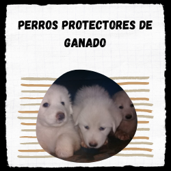 Read more about the article Capacitación sobre Perros protectores de ganado para casos de ataques de felinos silvestres