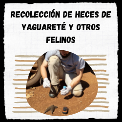 Read more about the article Recolección de heces de yaguareté y otros felinos