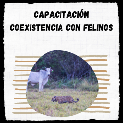 Read more about the article Coexistencia con felinos